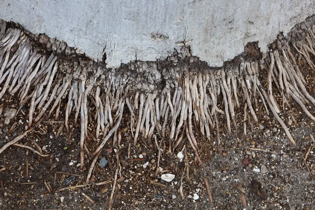 Fungal Networks and Climate Resilience (Image Credits: Unsplash)