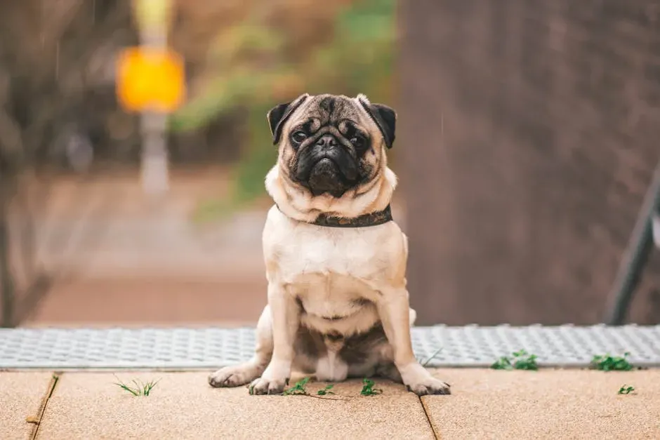 6. Pug: Big Heart in a Small, Budget-Friendly Body (Image Credits: Pexels)
