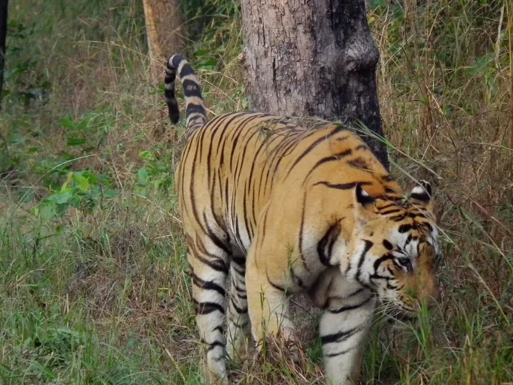 Scent Marking: The Tiger’s Social Media Feed (sumeet.moghe, Flickr, CC BY 2.0)