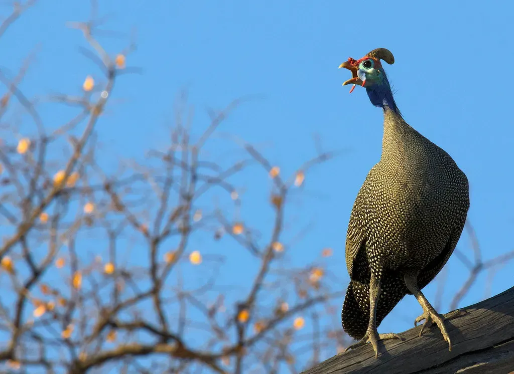 Conclusion: What These Animals Really Teach You About Survival (Gregory "Slobirdr" Smith, Flickr, CC BY-SA 2.0)