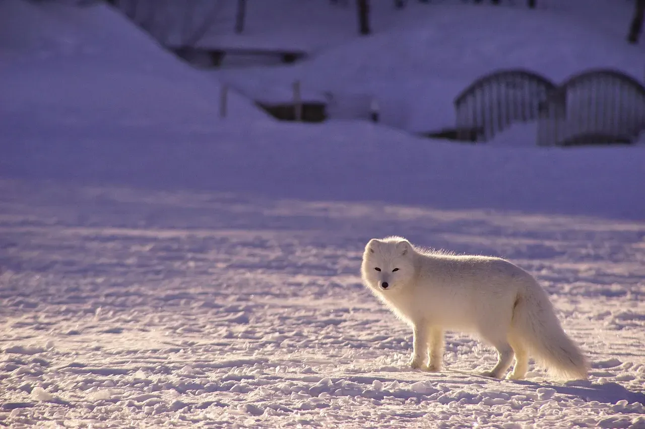 Conclusion – Finding Your Wild Reflection in the Arctic (Image Credits: Pixabay)