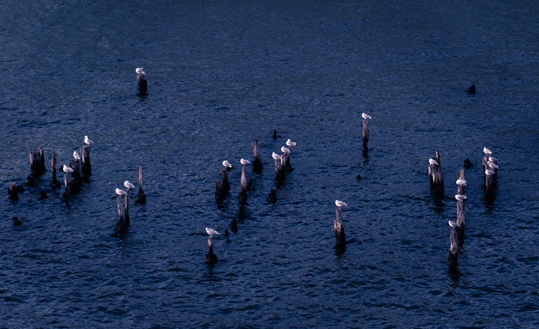 Water Signs in the Current: Cancer, Scorpio, Pisces (Image Credits: Unsplash)