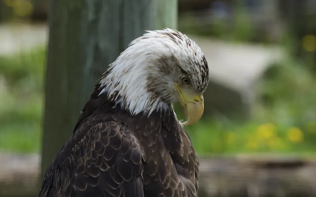 Conclusion: A world far richer than human senses (Image Credits: Flickr)