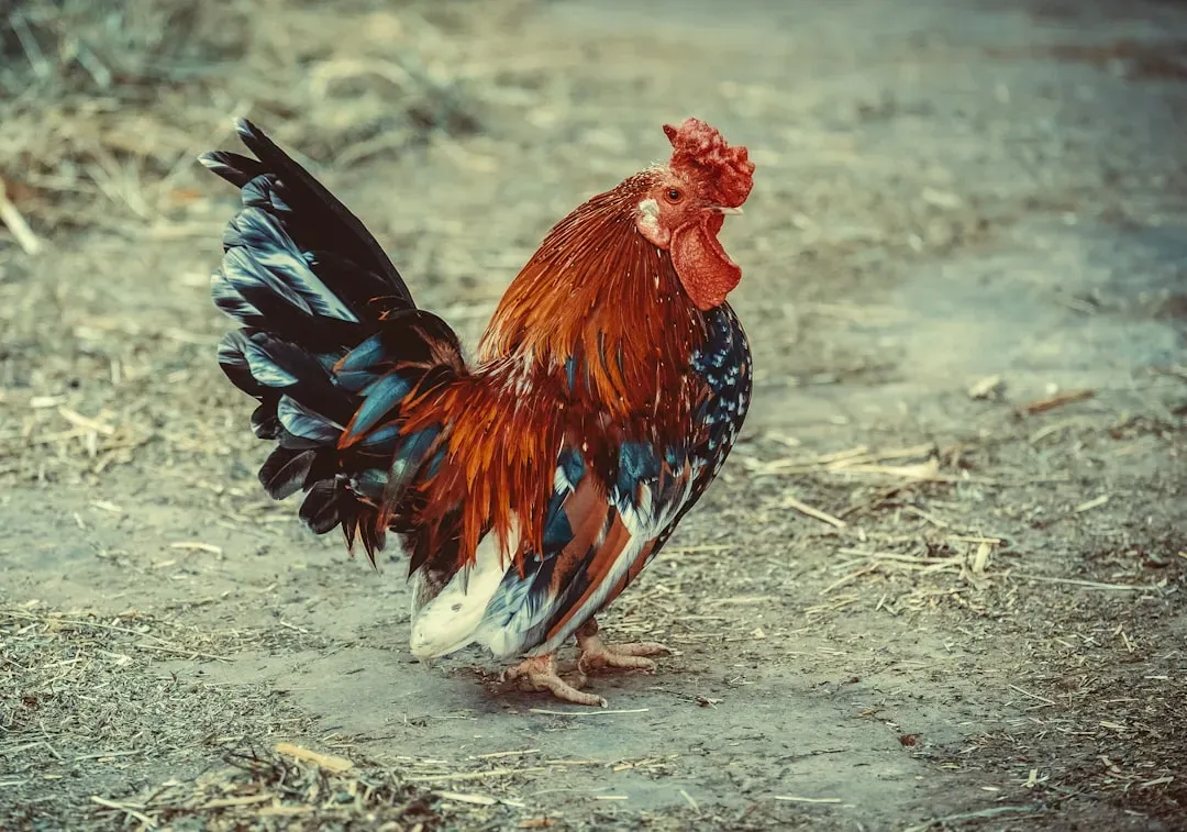 The Hardworking Rooster: Organized and Detail-Oriented (Image Credits: Unsplash)