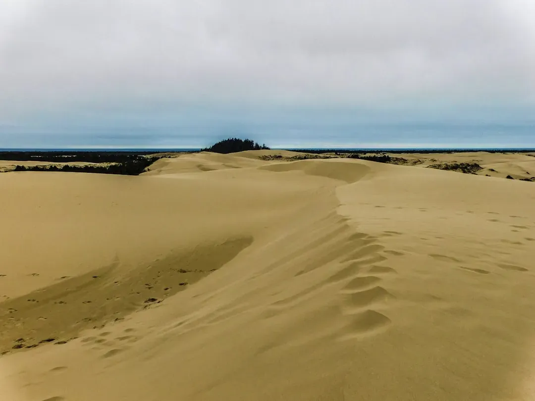 Swallowed by Sand: New Mexico’s Shifting Dune Woodlands (Image Credits: Unsplash)