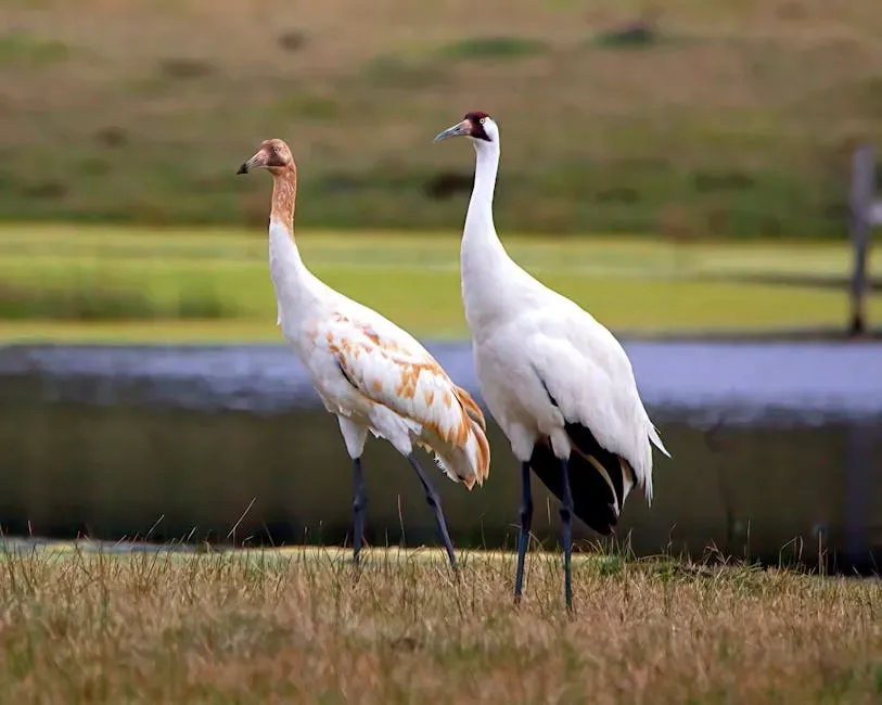 The Whooping Crane's Long Road Back (Image Credits: Pexels)