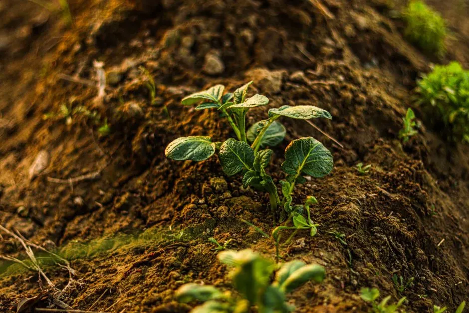 #13 - Pests and Disease Stay Surprisingly Rare (Image Credits: Pexels)