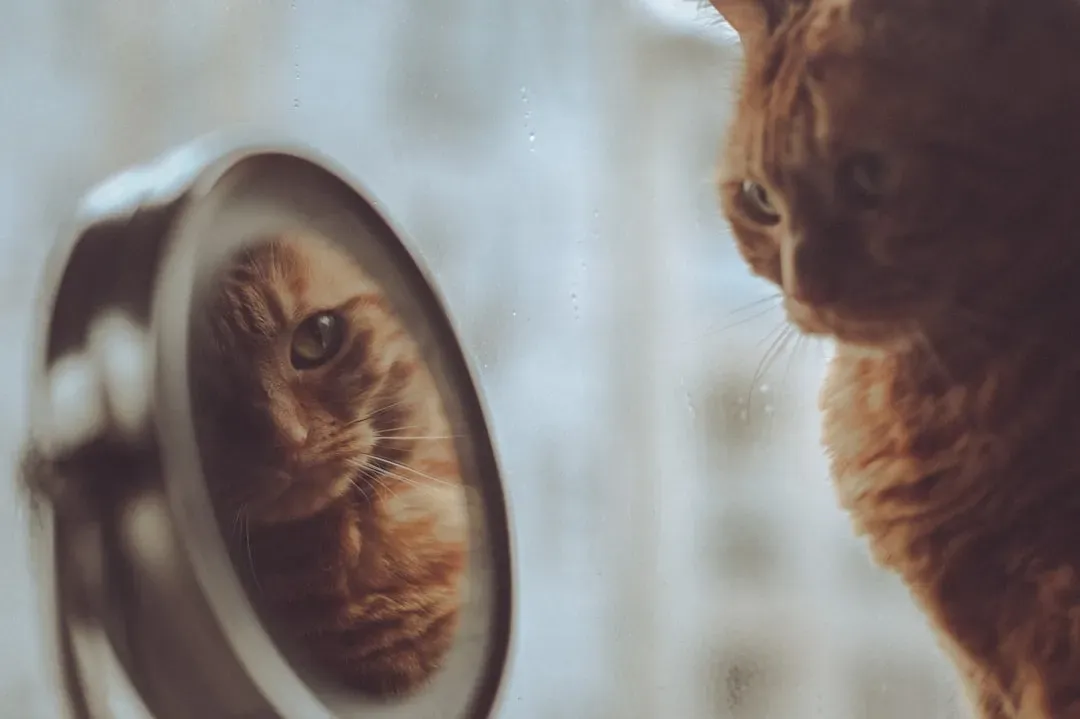 Self-Awareness Beyond the Mirror: Who Recognizes Themselves? (Image Credits: Unsplash)