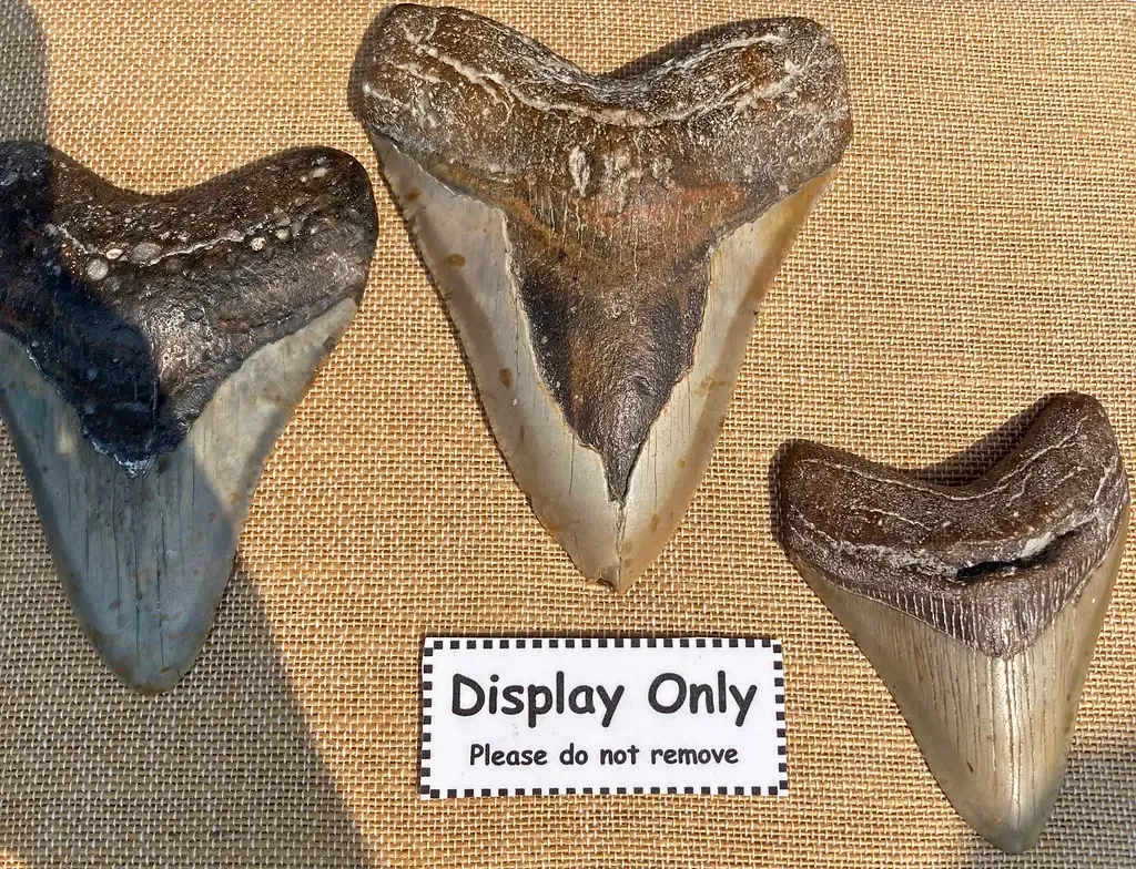 #12 - Modern-Looking Shark Teeth in Rocks Far Older Than That Lineage (James St. John, Flickr, CC BY 2.0)