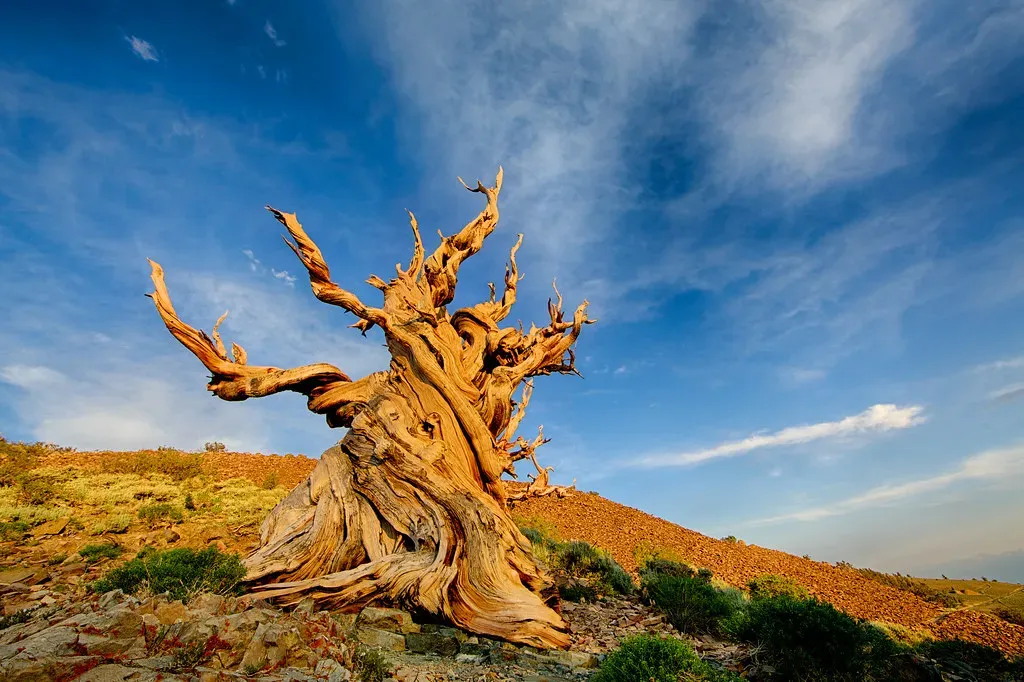 Methuselah: A Single Tree Older Than the Egyptian Pyramids (Image Credits: Flickr)