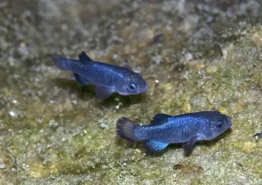 Devils Hole Pupfish: The Rarest Fish in a Desert Pool (Image Credits: Flickr)