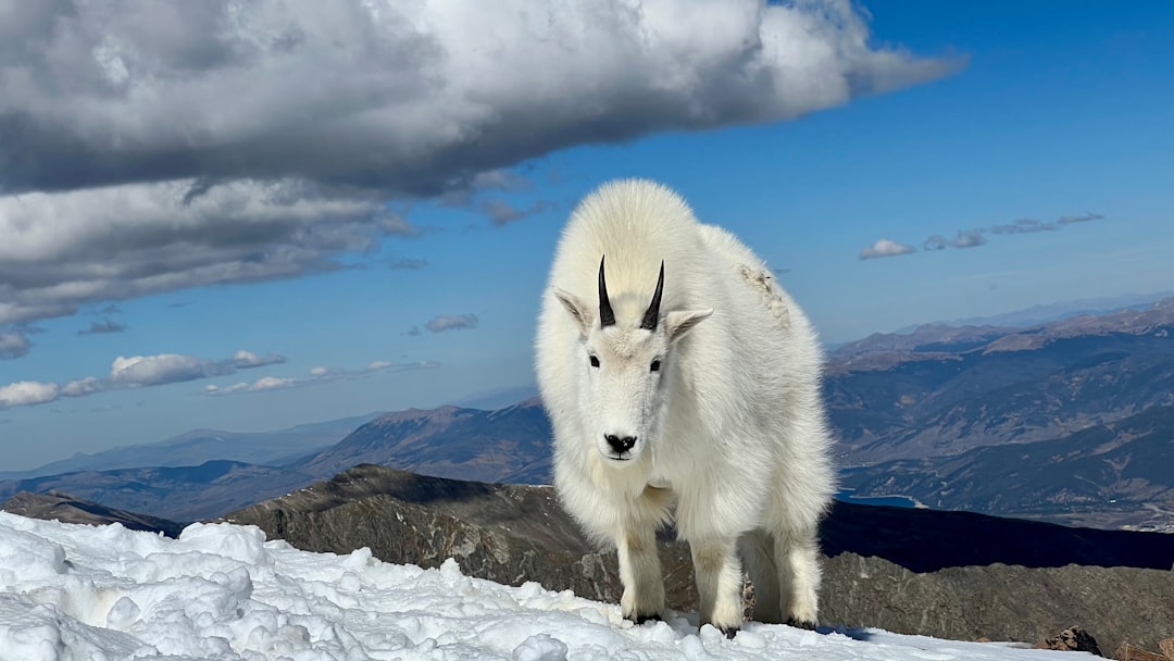 The Mountain Goat: Symbol of Unwavering Determination (Image Credits: Unsplash)