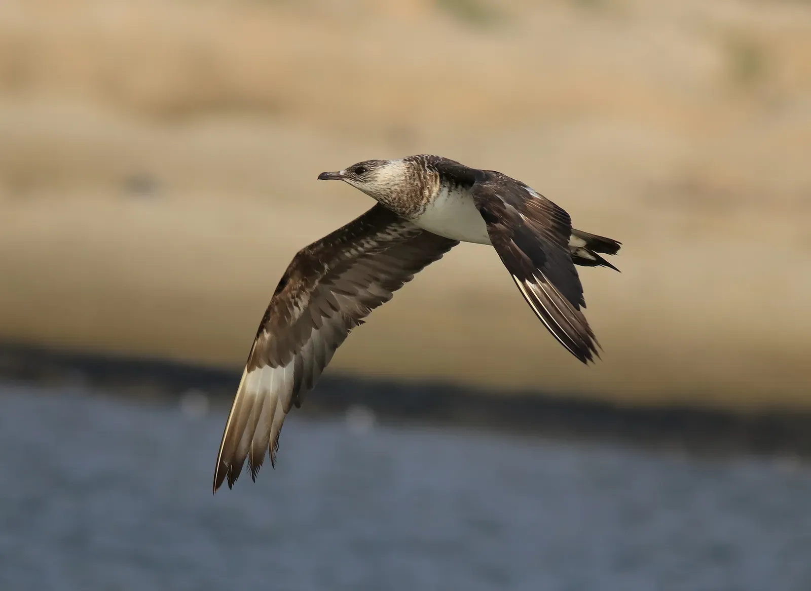 Parasitic Jaeger (Arctic Skua): Specialist Air Pirate (By Afsarnayakkan, CC BY-SA 4.0)