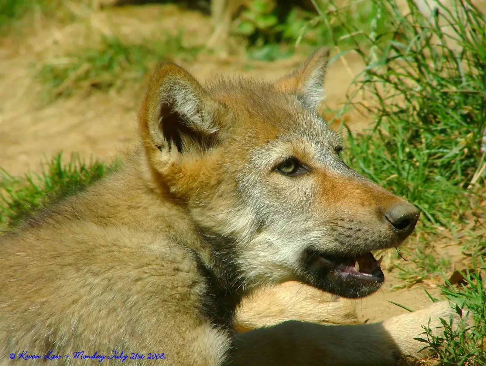 #8 - The African Forest "Red Wolf" That Lived Mostly in Headlines (It's hot out there...., CC BY-SA 2.0)