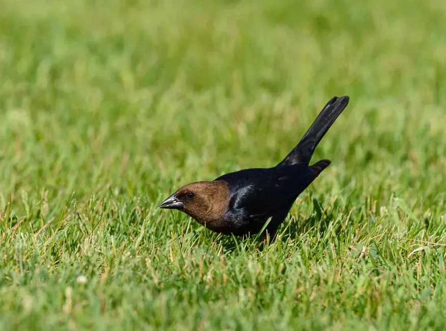 Conclusion: A Quiet Watcher, a Loud Statement About Nature (Image Credits: Pexels)