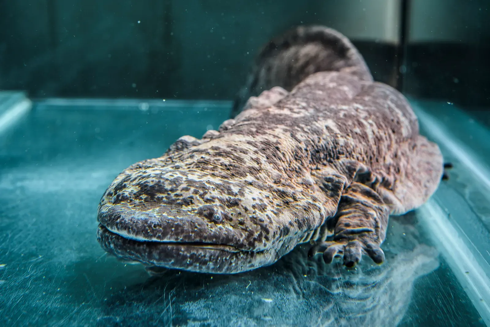 The Chinese Giant Salamander: Ancient Amphibian of Mountain Streams (Image Credits: Wikimedia)