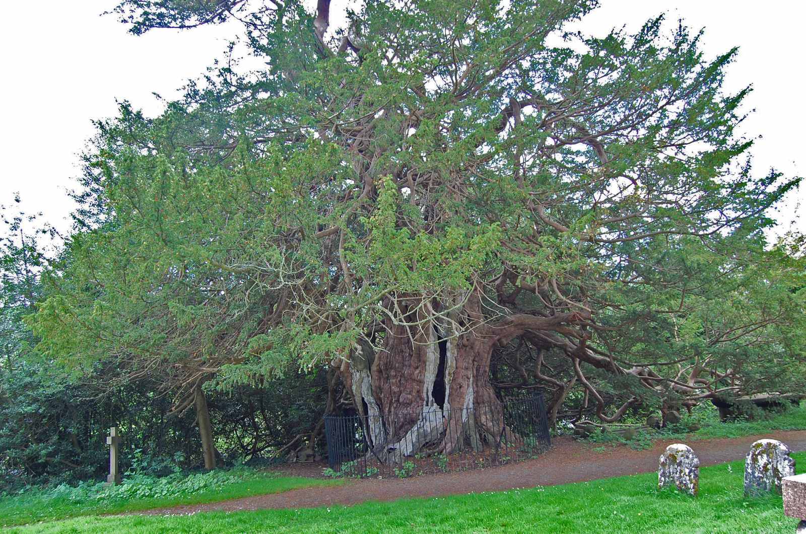 The Ancient Yews of Europe: Trees That Outlived Kingdoms (Image Credits: Wikimedia)