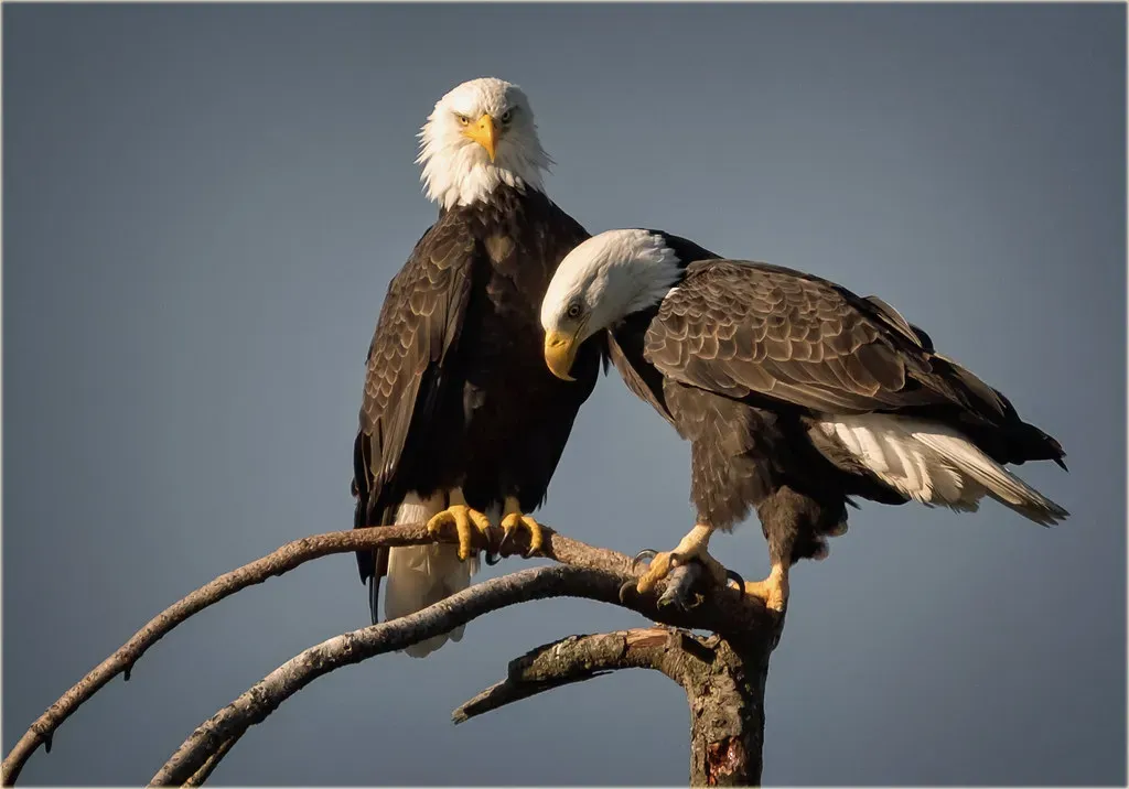 Conclusion: The Eagle Reminds You That the Sky Is Listening (marneejill, Flickr, CC BY-SA 2.0)