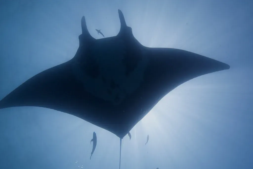 #12 The “Giant Ray” of the Sea of Cortez (Elias Levy, Flickr, CC BY 2.0)