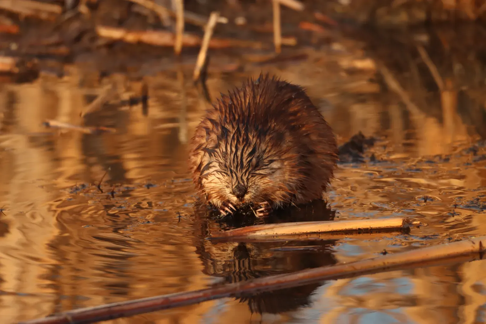 1. You’re Sharing Wetlands With a True North American Native (Muskrat Huron Wetland Management District, Public domain)