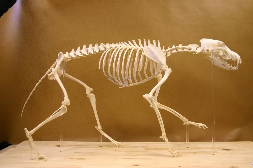 #13 - The Cave-Shelf Skeleton That Started as a "Deformed Wolf" (By Guy Bar-Oz, CC BY-SA 3.0)