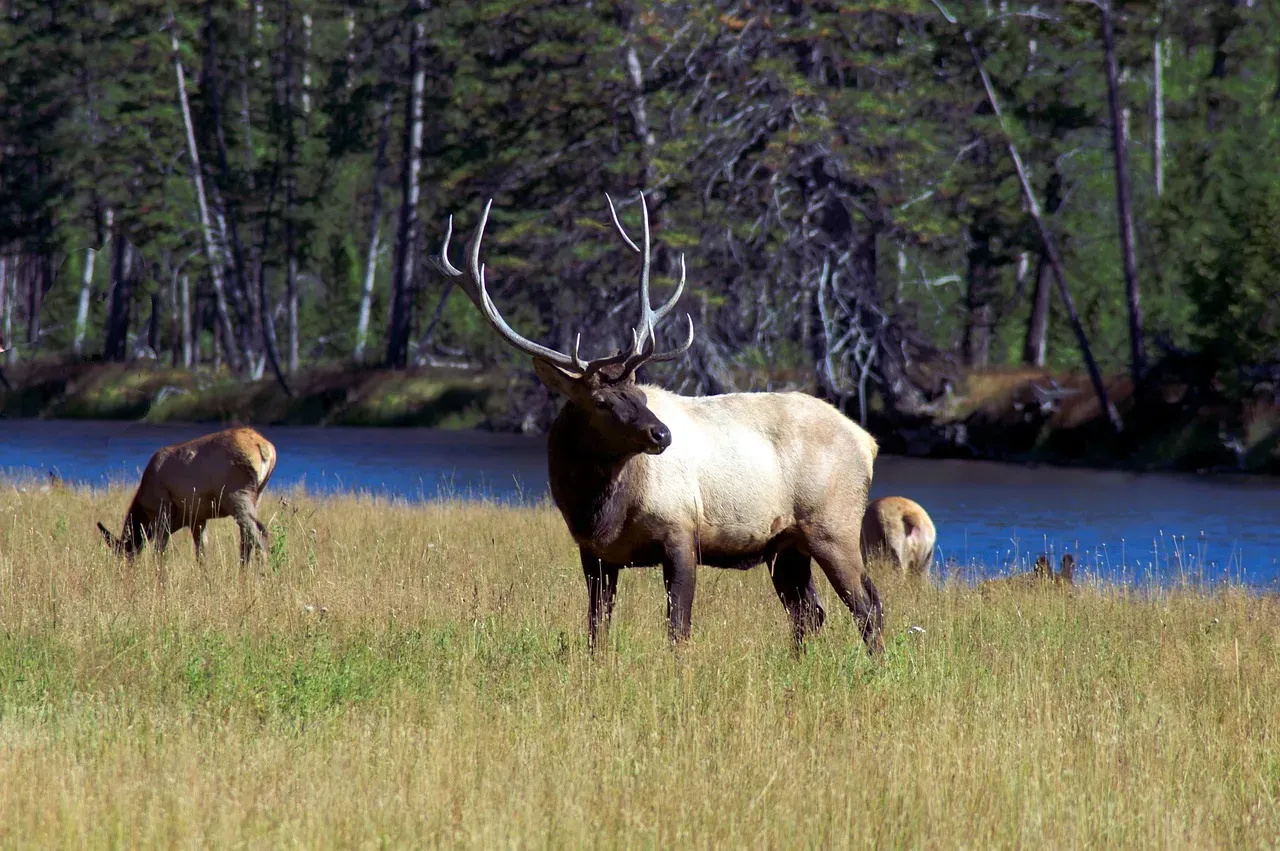 The Vanishing Wolves And The Rise Of The Elk (Image Credits: Pixabay)