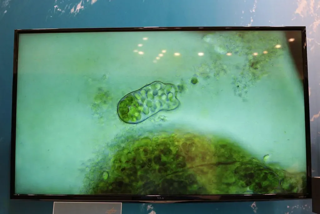 Surviving Space Itself: Bacteria Beyond Earth's Atmosphere (DLR_de, Flickr, CC BY 2.0)