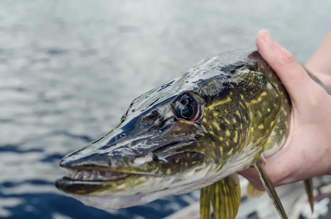 6. Northern Pike: Ambush Predators with Nasty Bites (Image Credits: Unsplash)