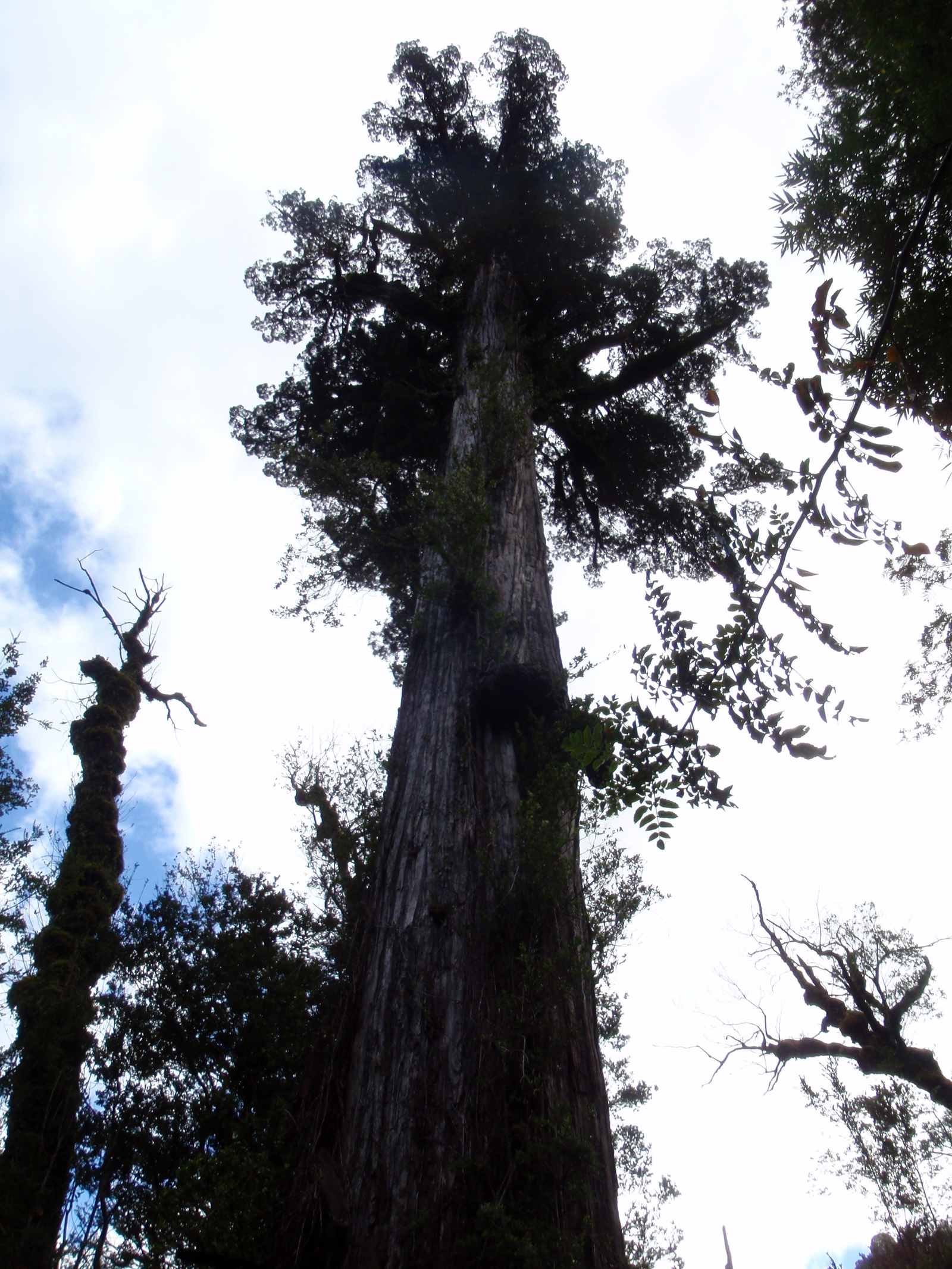 The Fitzroya Giants of Patagonia: Southern Sentinels (Image Credits: Wikimedia)