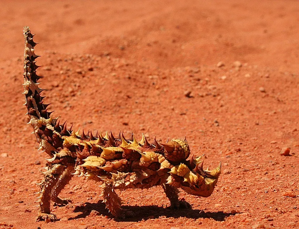 Thorny Devil Water Collection System (Image Credits: Wikimedia)