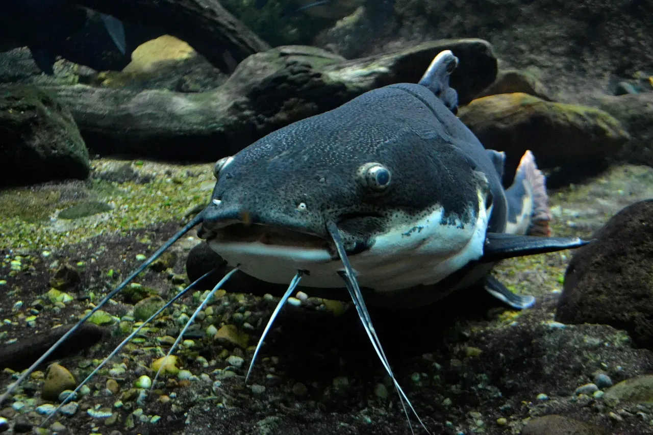 10. Catfish - Tasting the Entire World (Image Credits: Pixabay)