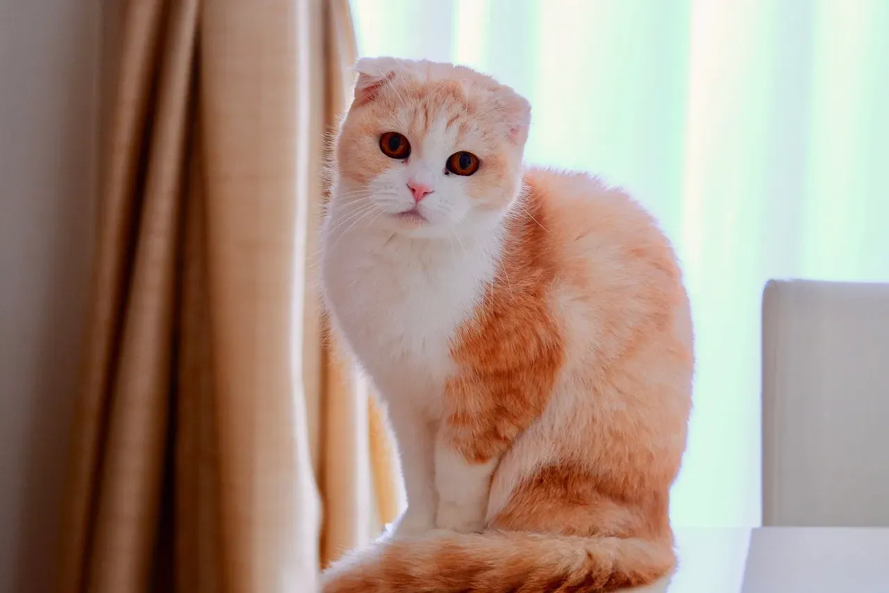 Capricorn – The Scottish Fold (Image Credits: Pixabay)