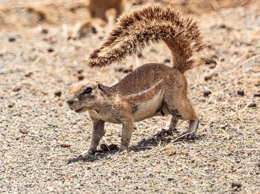 Different Tail Styles, Different Messages (Image Credits: Pexels)