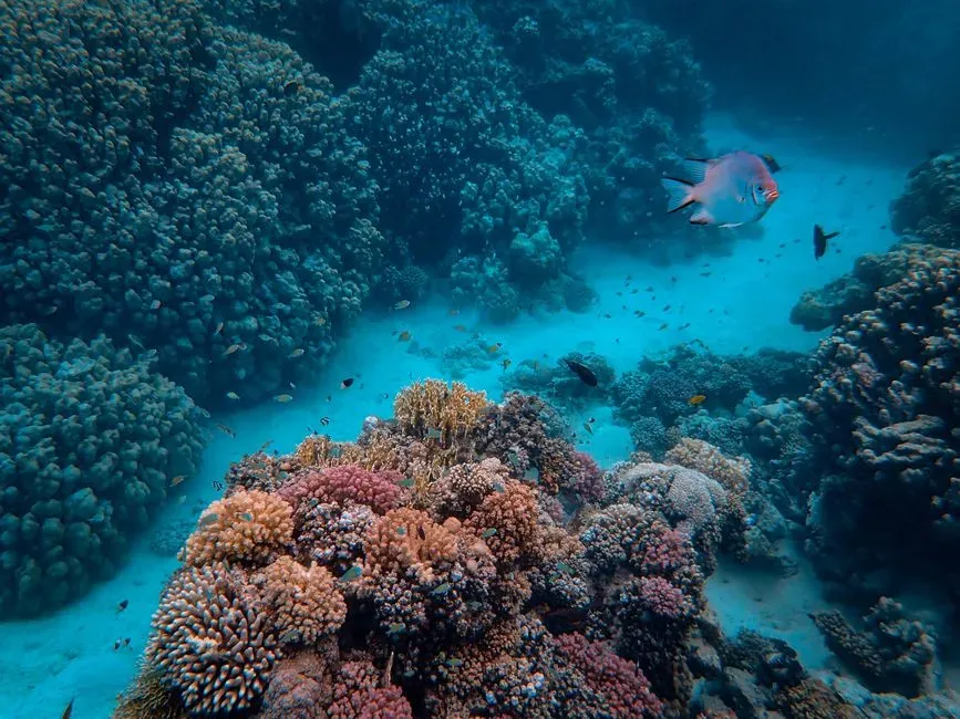 The Twilight Zone of the Open Ocean (Mesopelagic Realm) (Image Credits: Pexels)