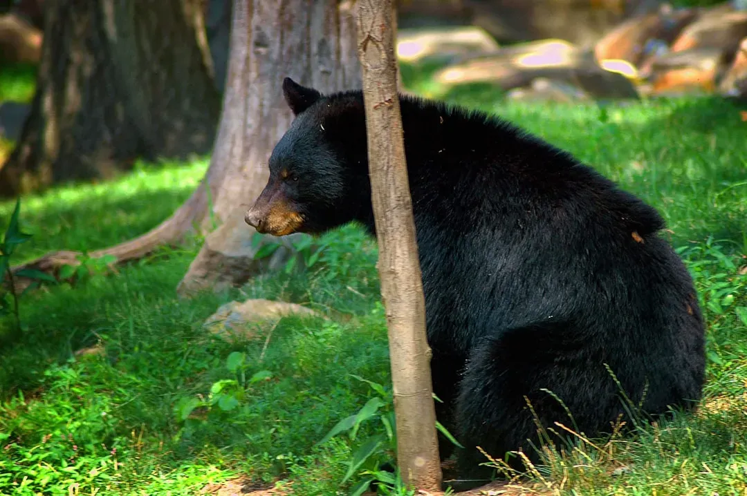 6. Black Bears Can Hide in Plain Sight, Even in Heavily Visited Parks (Image Credits: Unsplash)