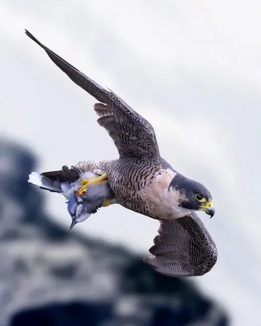 The Peregrine Falcon’s Design: Built For Supersonic-Looking Dives (Image Credits: Pexels)