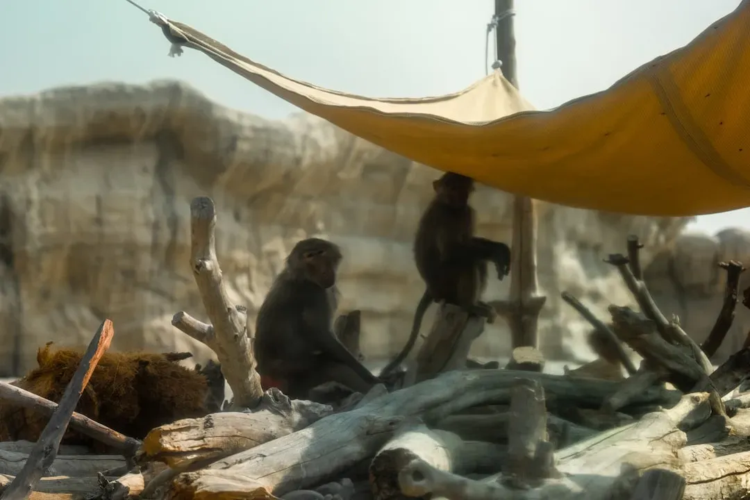 Why It Matters: Rethinking Human Uniqueness and Responsibility (Image Credits: Unsplash)