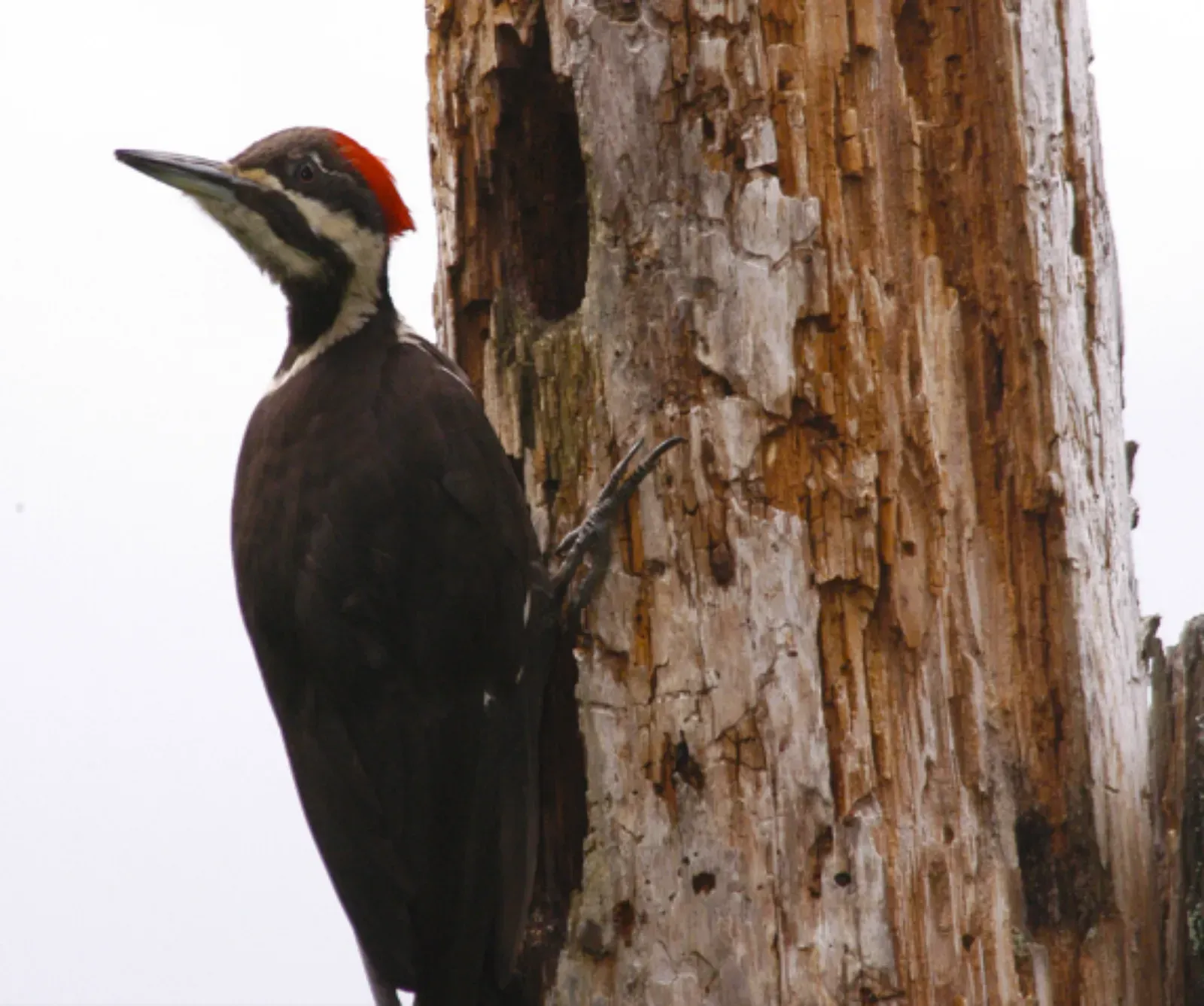 Should You Remove Dead Trees If Woodpeckers Love Them? (Pileated Woodpecker on Dead Tree-Mt Hood, Public domain)