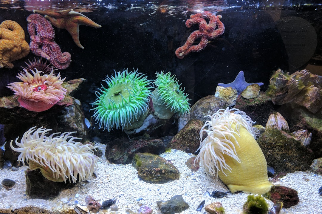 Cancer: The Nurturing Sea Anemone (Image Credits: Unsplash)