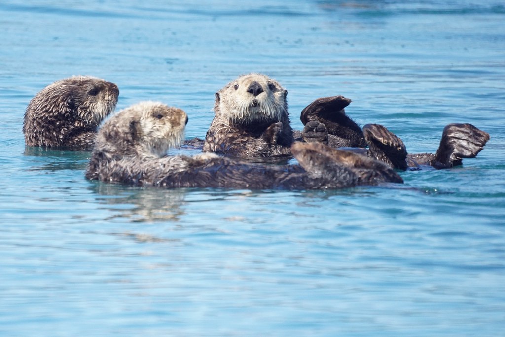 Southcentral Alaska Shows Remarkable Resilience (Image Credits: Flickr)