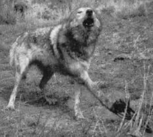 Natural Selection in a Radioactive Environment (Image Credits: Wikimedia)