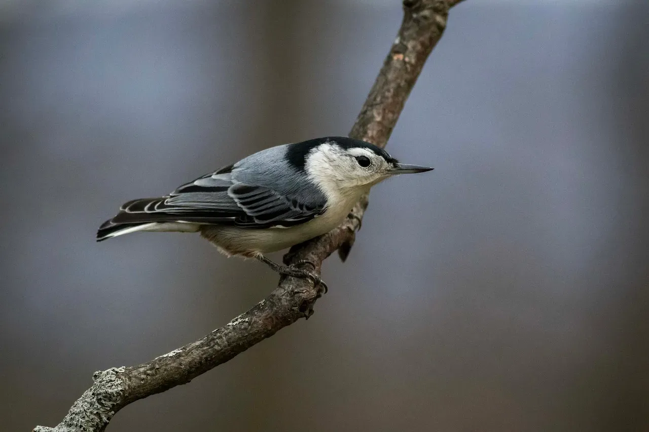 7. White-breasted Nuthatch: The Upside-Down Pre-Snow Planners (Image Credits: Pixabay)