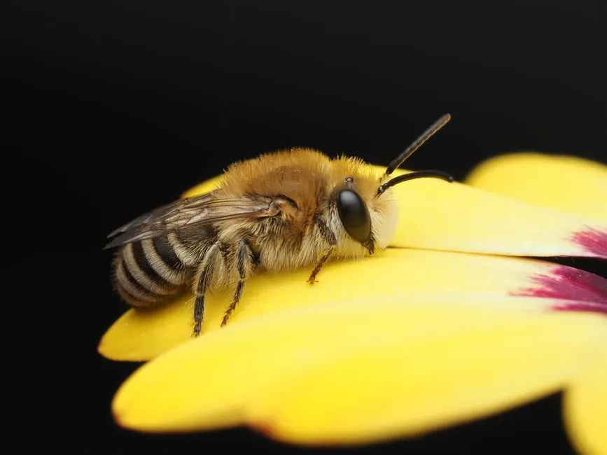 Seeing in Polarized Light: Bees’ Sky Navigation Trick (Image Credits: Pexels)