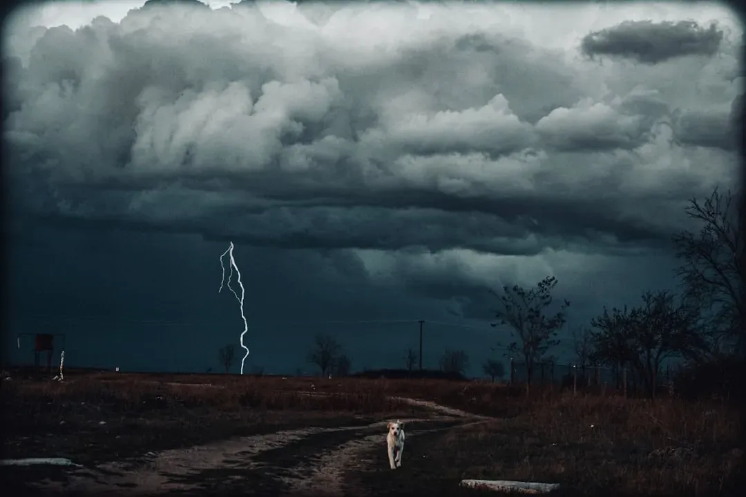 How Animals Sense Storms Long Before You Do (Image Credits: Unsplash)