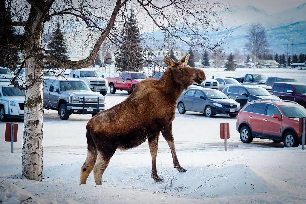 What To Do If You Are In A Car Or Around Neighborhood Moose (Image Credits: Flickr)