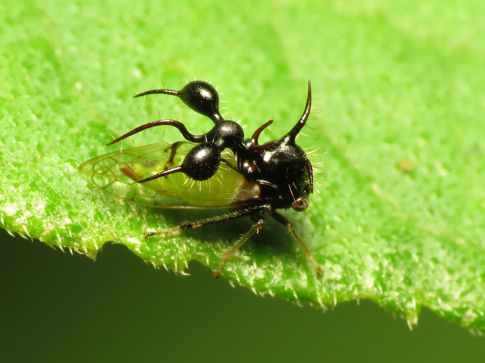 6. Ant‑Mimicking Treehoppers: The Ultimate Tiny Impostors (By Katja Schulz, CC BY 2.0)