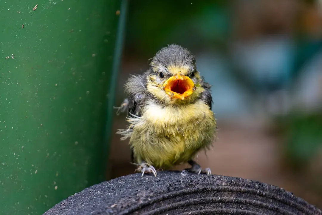 Beyond Kookaburras: Baby Birds Learning Before They Hatch (Image Credits: Unsplash)