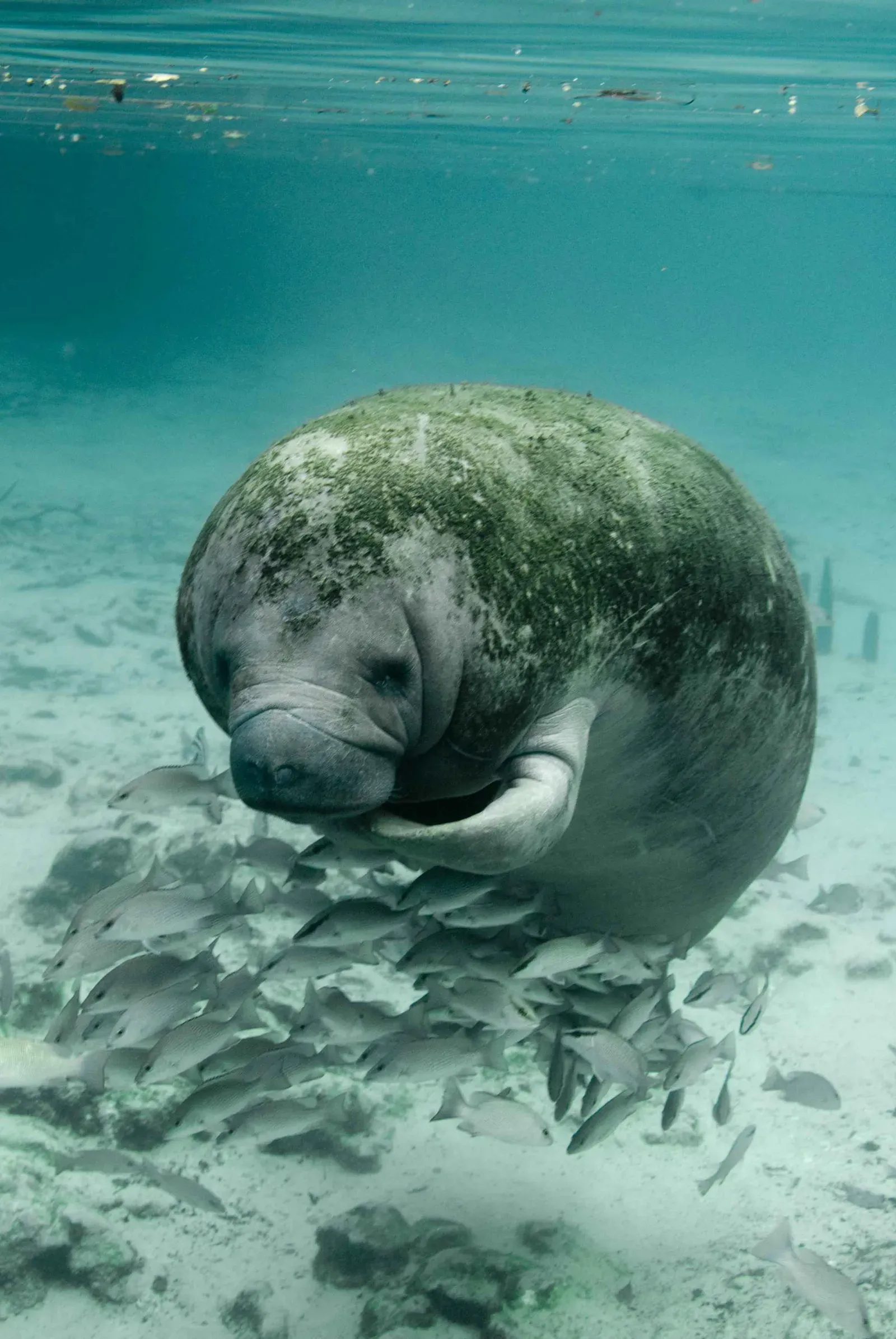 Manatees: Gentle Giants in a Heating, Starving Sea (By Ramos Keith, U.S. Fish and Wildlife Service, Public domain)