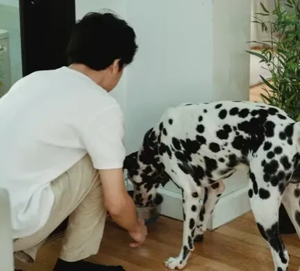 Your Role Now: Helping a Grieving Dog Eat Again (Image Credits: Pexels)