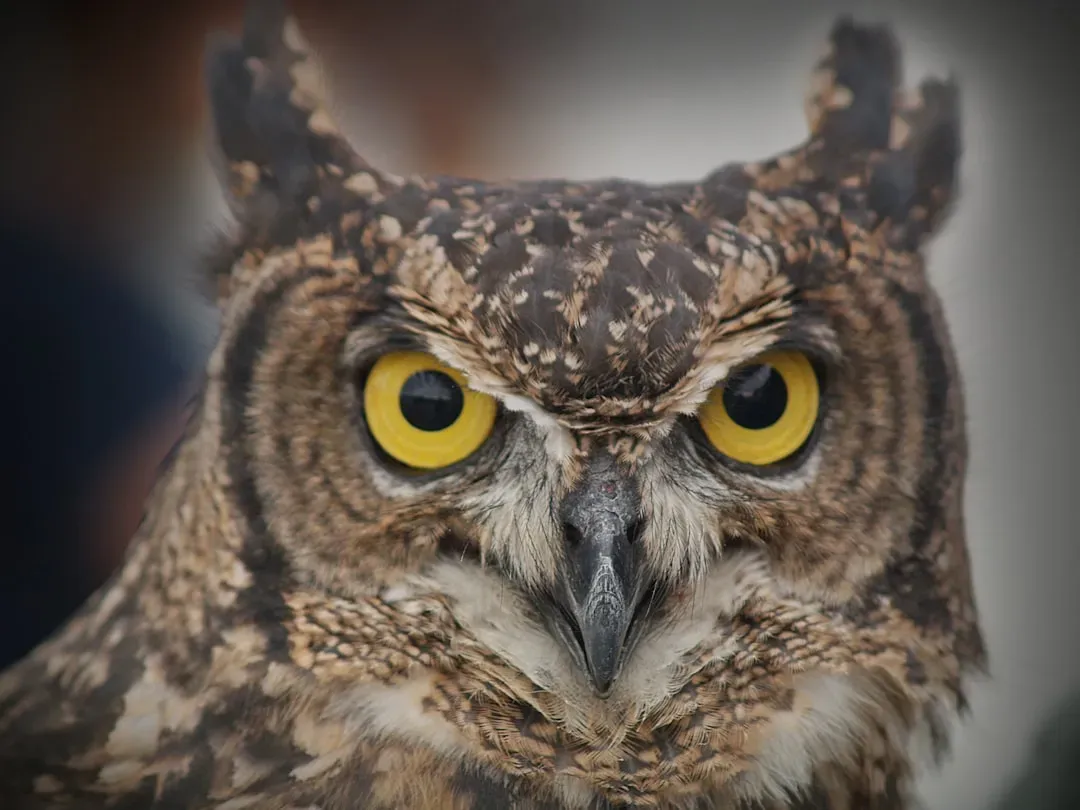 The Owl as a Messenger Between Worlds (Image Credits: Unsplash)
